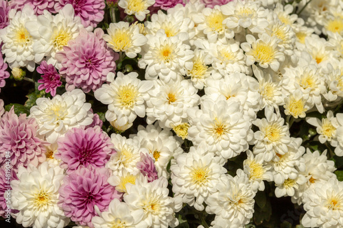 white and pink chrysanthemum