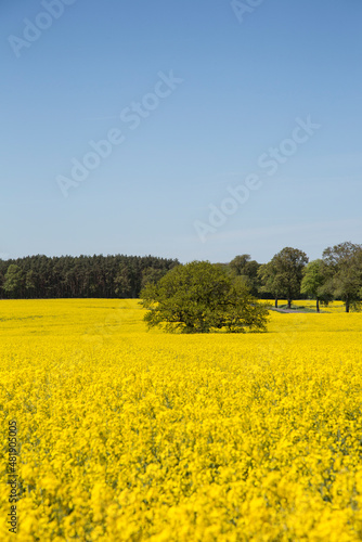 Yellow Flowering Rape Fields In Germany