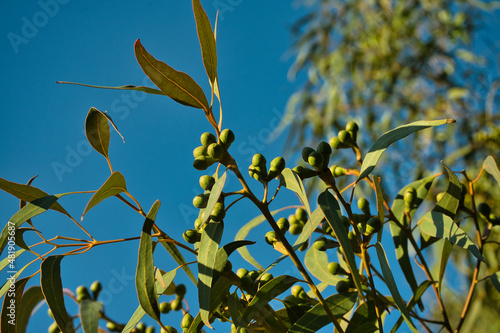 River red gum. Gum trees. Eucalyptus. photo