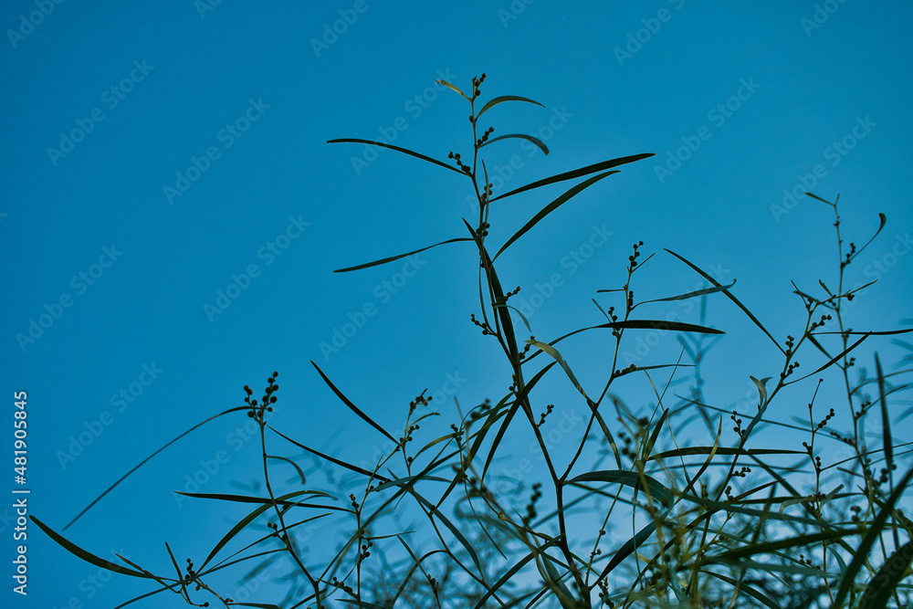 Acacia before flowering. Mimosa, retinodes. Acacia before flowering. Mimosa, retinodes.
