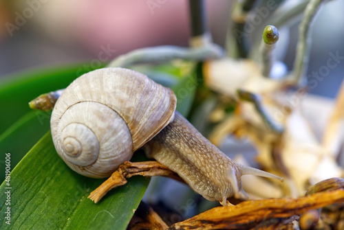 Snail walking on the orchid roots. helix pomatia on the wild. close up