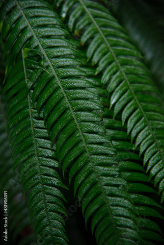 beautiful large deep green leaves from the Panamanian rain forest