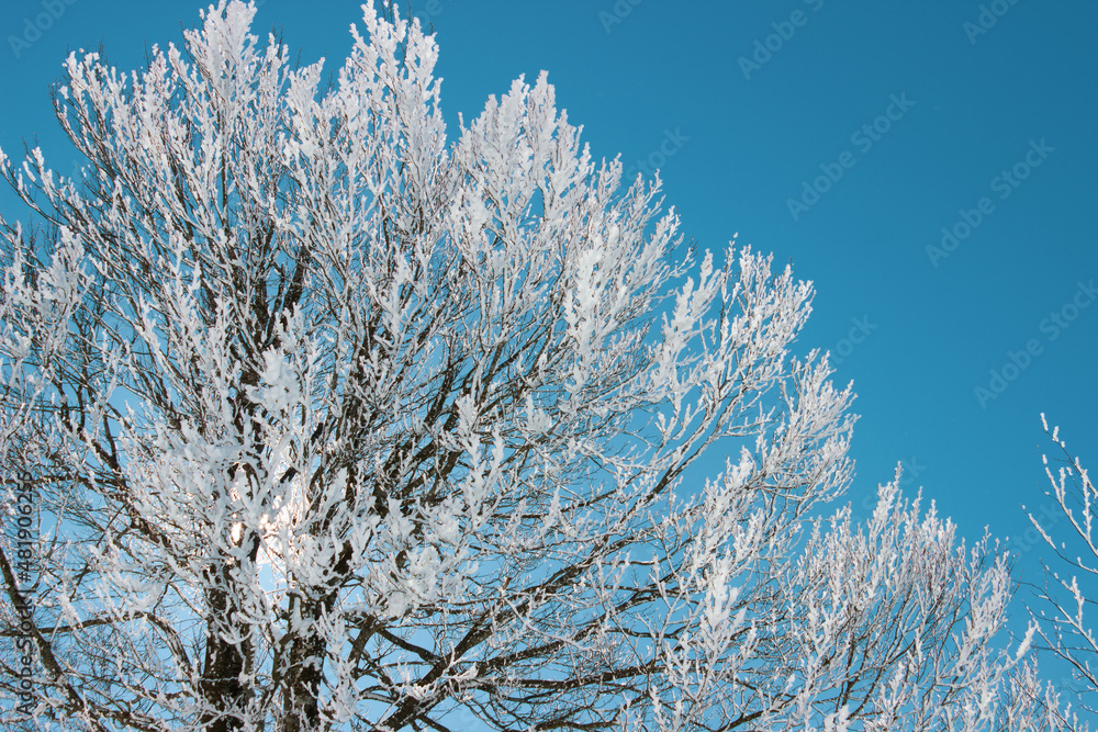 Snow textured tree background in the clear sky. Snow covered tree with frozen tree branches. Snowy trees in winter season. Fresh environment concept. Snow textured tree background in the clear sky. Snow covered tree with frozen tree branches. Snowy trees in winter season. Fresh environment concept.