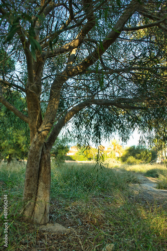 Acacia tree before flowering. Mimosa, retinodes. © ruthlaguna