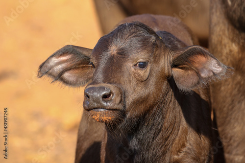 Photography Cape Buffalo Calf, South Africa