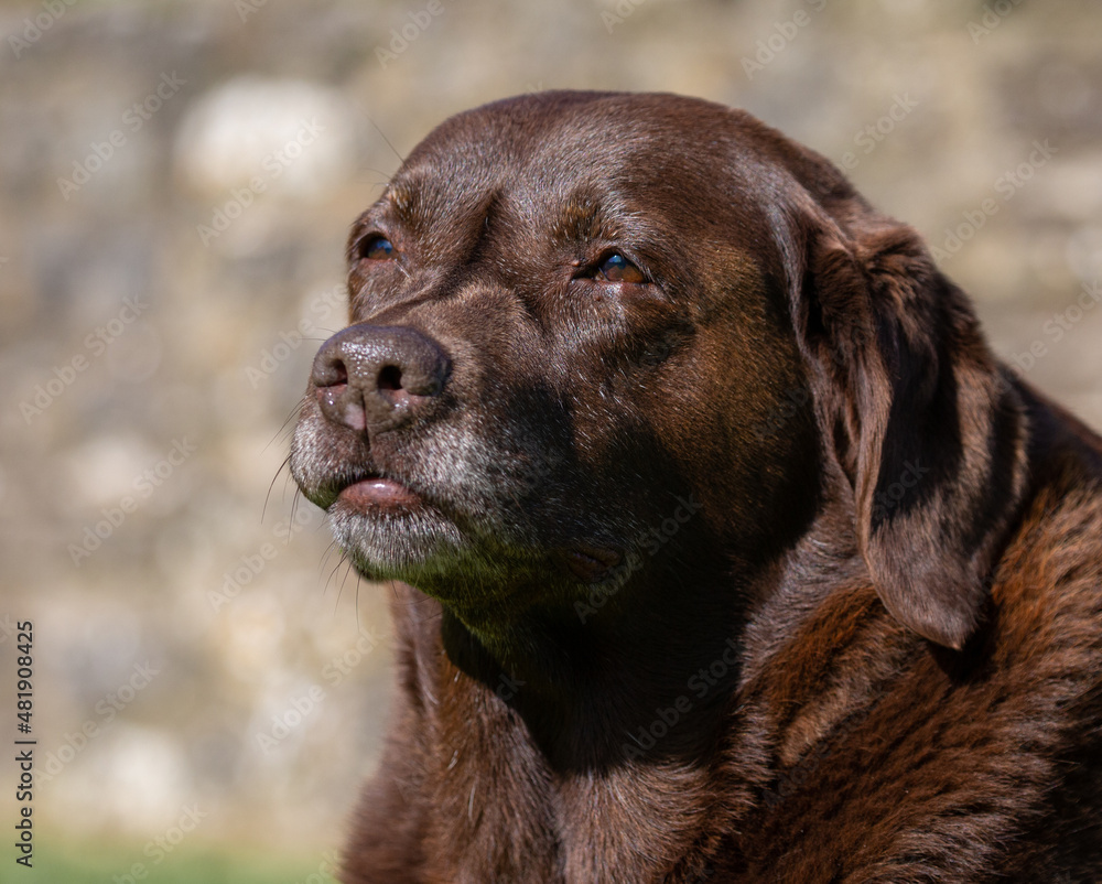 Brown Labrador looking serious
