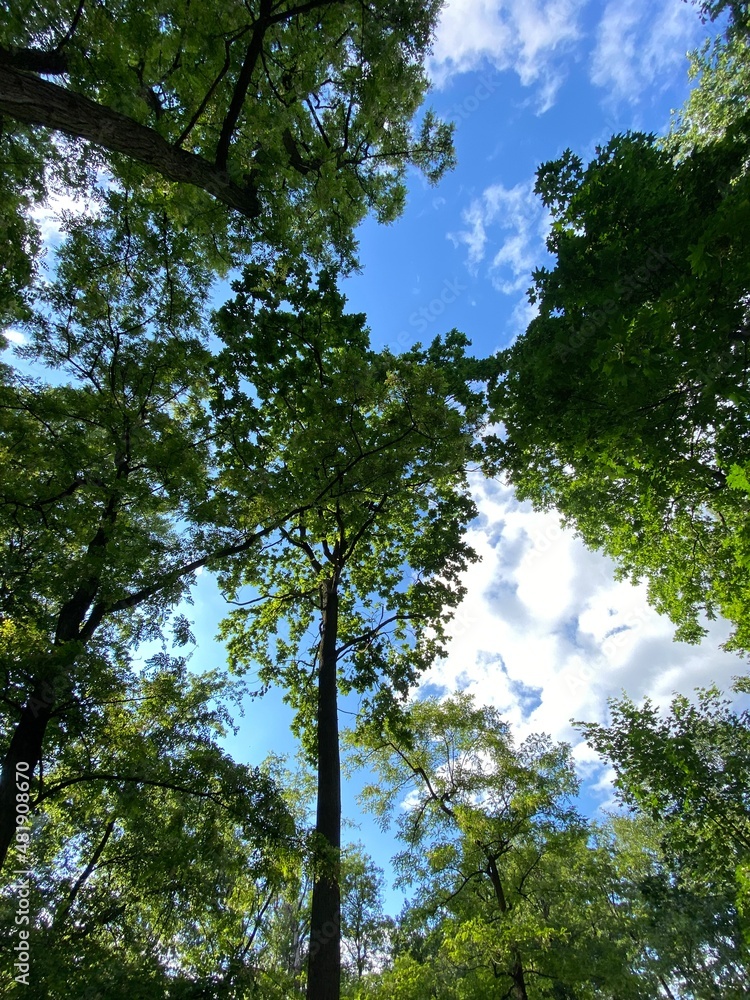 Obraz premium Green forest