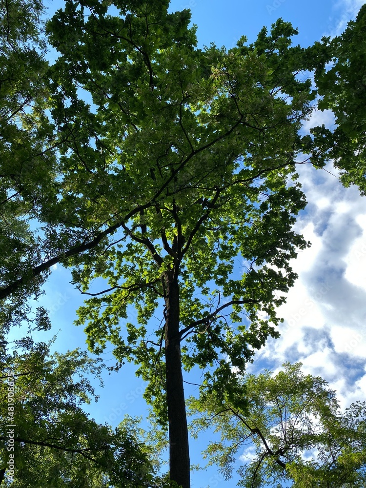 Obraz premium Green forest