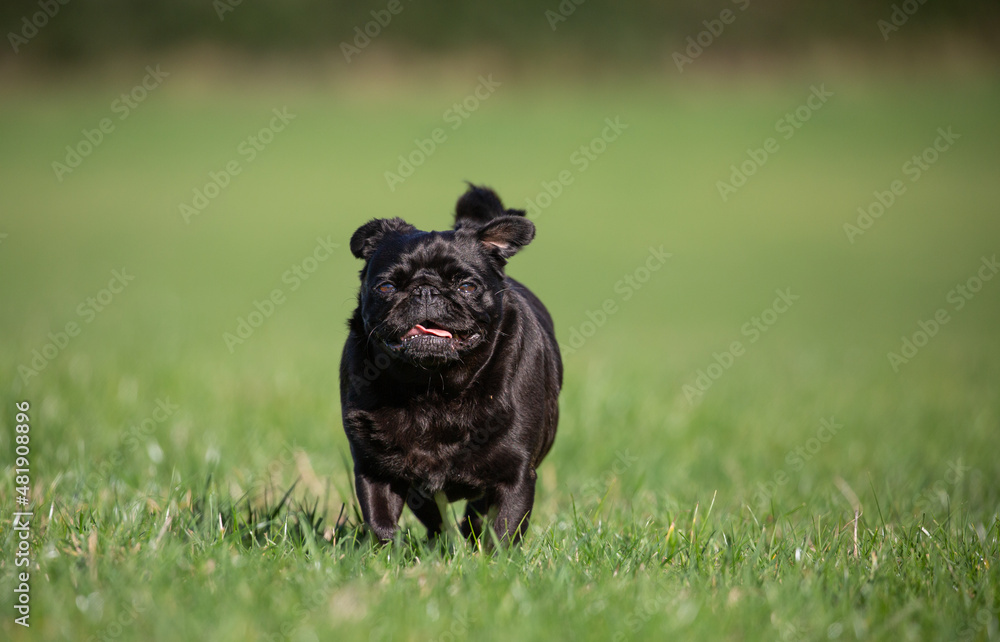 Small black pug running in the grass behind a green background