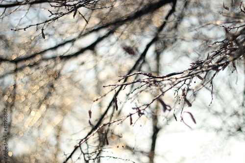 Fototapeta Naklejka Na Ścianę i Meble -  Zima