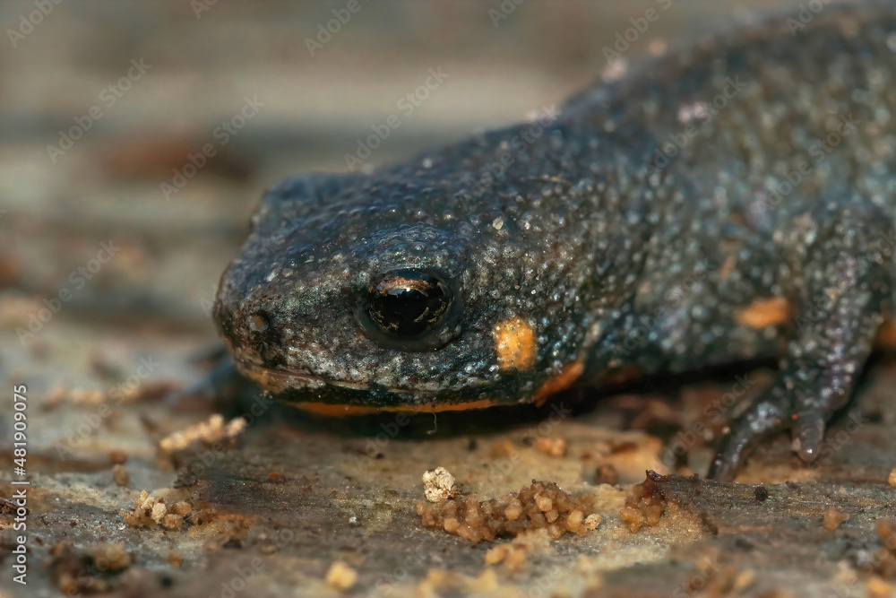 Closeup on a terrestrial adult Chuxiong blue tailed fire-bellied newt, Cynops cyanurus Closeup on a terrestrial adult Chuxiong blue tailed fire-bellied newt, Cynops cyanurus