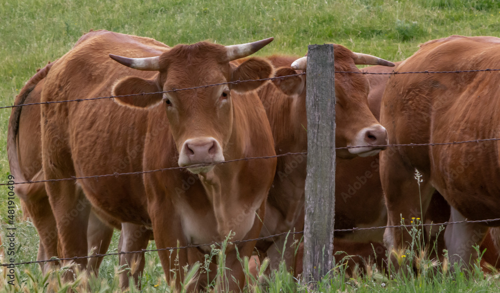 Brown coloured Limousin cow looking over a fence