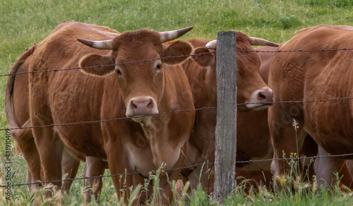 Brown coloured Limousin cow looking over a fence