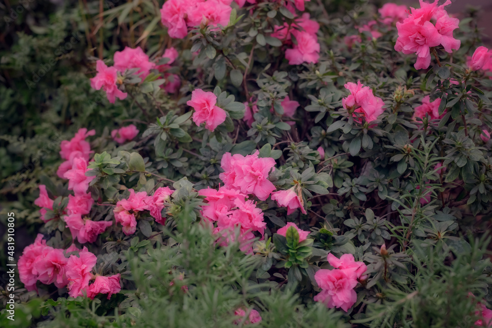 Beautiful Japanese pink Azalea flowers cut into a dense shrubbery.