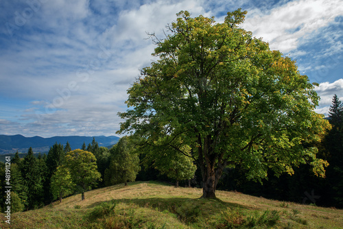 Sole green oak tree on the hill.