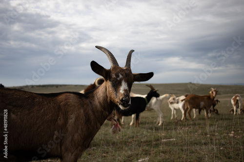 goat looking at the camera on a french land