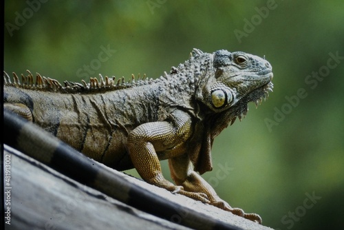 Green iguana © Robert