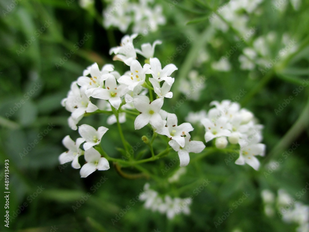 Gaillet glauque (Galium glaucum) Gaillet glauque (Galium glaucum)