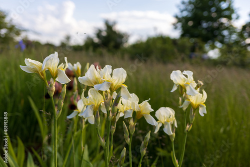 Irises bloom in the meadow in summer