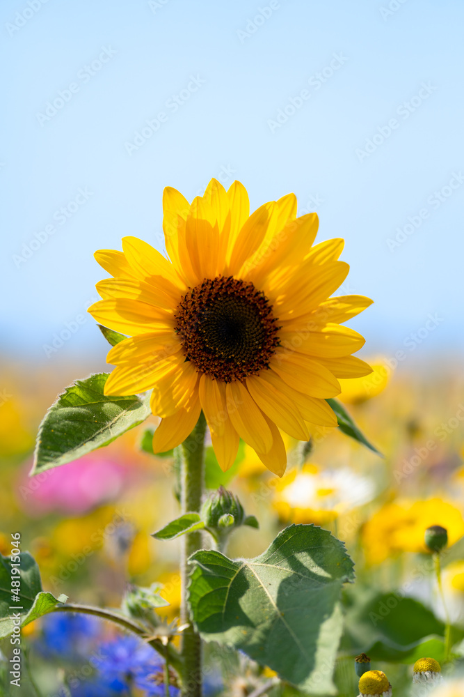 Fototapeta premium Single sunflower in a flower field at the island of Fehmarn, Schleswig Holstein, Germany.