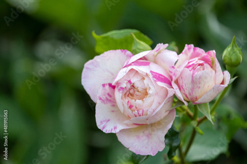 Wallpaper Mural バラ、花、植える、花壇、とげ
 Torontodigital.ca