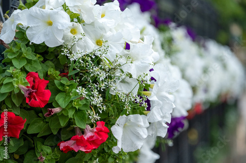 バラ、花、植える、花壇、とげ
