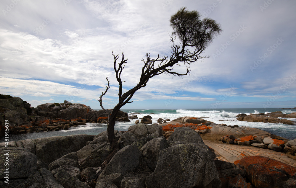 Bay of Fires, Binalong Bay, Tasmania, March 25, 2021: Red boulders and a famous tree at sunset, Australia, Tasmania. Bay of Fires, Binalong Bay, Tasmania, March 25, 2021: Red boulders and a famous tree at sunset, Australia, Tasmania.
