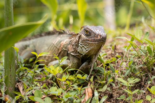 iguana lizard climbing a tree to eat a fresh leaf