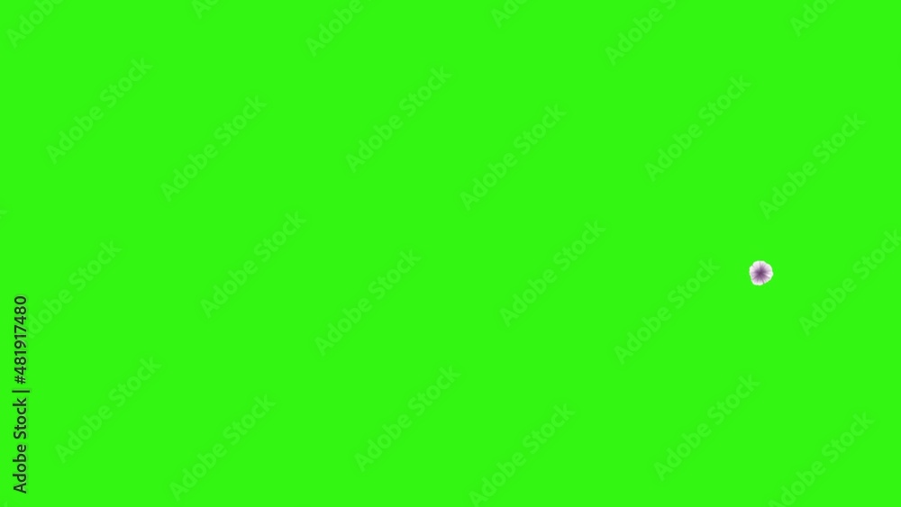 Group of spring flowers animation elements on green screen chroma key Group of spring flowers animation elements on green screen chroma key