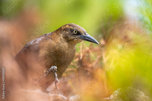 Close-up of a Great-tailed Grackle (female)  © Olga