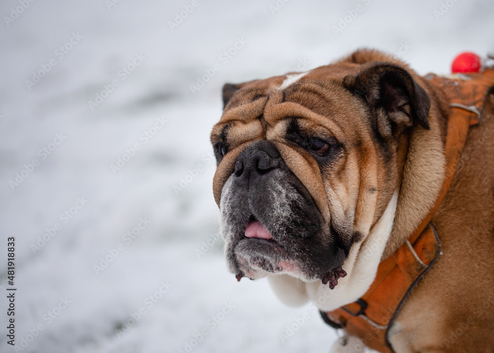 Portrait of Red English British Bulldog   out for a walk standing on the snow in winter day
