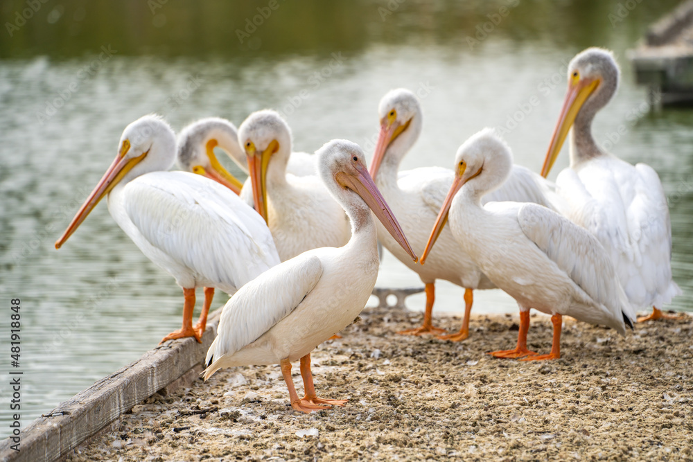 A group of White American pelicans on a boat dock. A group of White American pelicans on a boat dock.