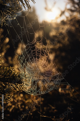 spider web with dew drops in the morning