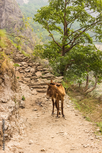 Donkey in the middle of a mountain path in the mountains of Nepal © lindely
