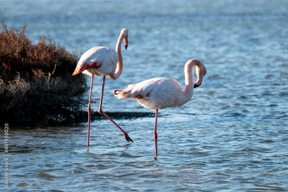 flamingo in the water