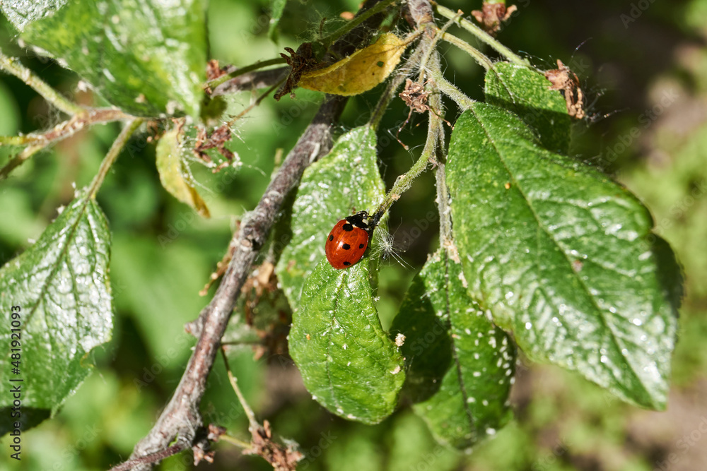Ladybug (lat. Coccinellidae) destroys aphids on leaves and saves plants from death. Ladybug (lat. Coccinellidae) destroys aphids on leaves and saves plants from death.