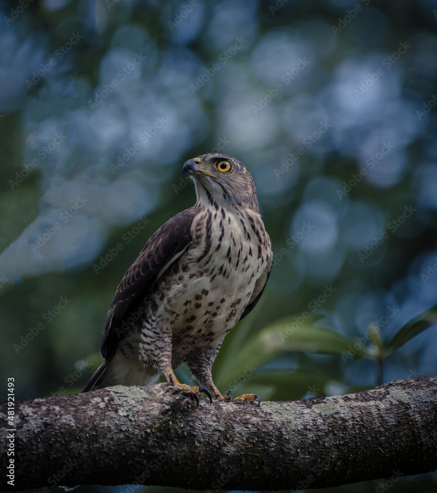 bird of prey bird of prey
