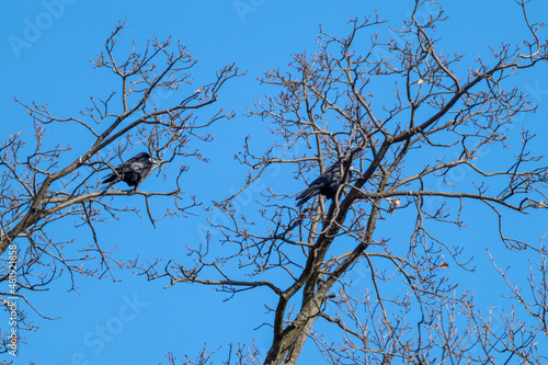 Black crow birds sitting on bare leafless tree branches on clear blue sky. Wild nature scenery background