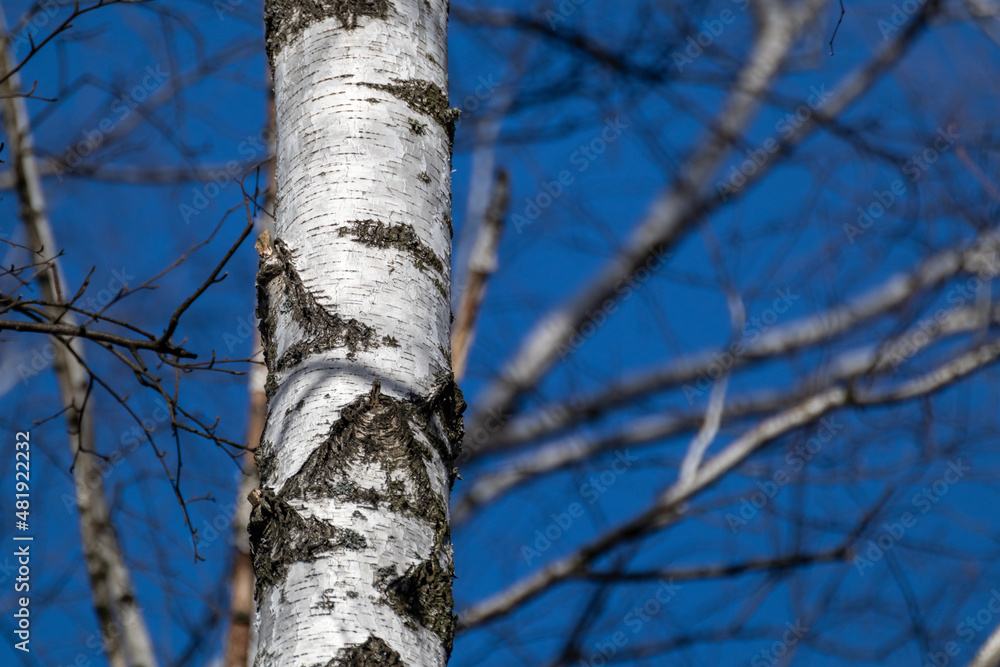 Spring bare birch tree trunk with white cork and no leaves branches on blue sky. Natural woodland rural view with blurry background Spring bare birch tree trunk with white cork and no leaves branches on blue sky. Natural woodland rural view with blurry background