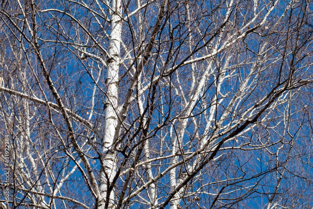 Spring sunny bare birch tree trunk with white cork and leafless branches on scenic blue sky landscape. Natural woodland rural view Spring sunny bare birch tree trunk with white cork and leafless branches on scenic blue sky landscape. Natural woodland rural view