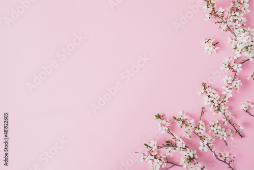 Spring frame of blooming tree branches with white flowers on pink background. Flat lay