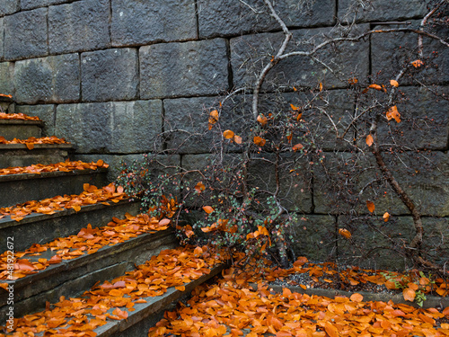 A stone staircase strewn with orange autumn leaves. An old stone wall covered with branches