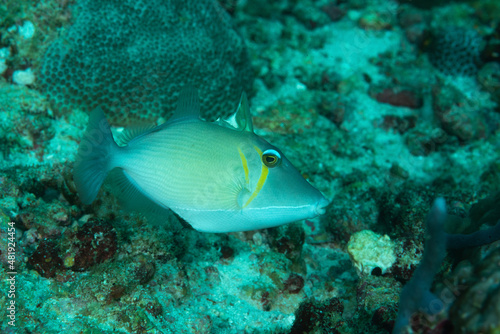 pesce balestra con striature gialle con barriera corallina sullo sfondo