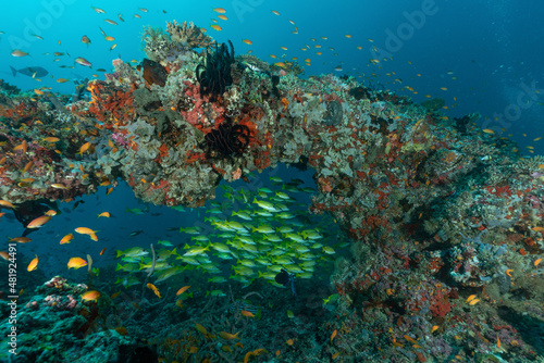 barriera corallina con spugne, coralli ed un branco di pesci azzannatori striati, Lutjanus kasmira