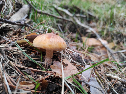 a mushroom is born on the floor of a forest among grass.