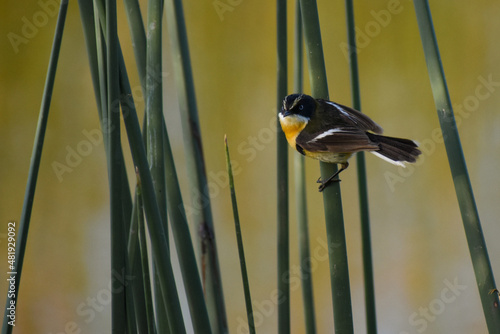 many-colored rush tyrant (Tachuris rubrigastra) perching on reed photo