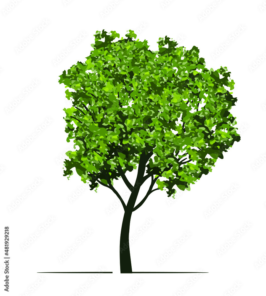 Green Tree. Vector outline Illustration. Plant in Garden. Green Tree. Vector outline Illustration. Plant in Garden.