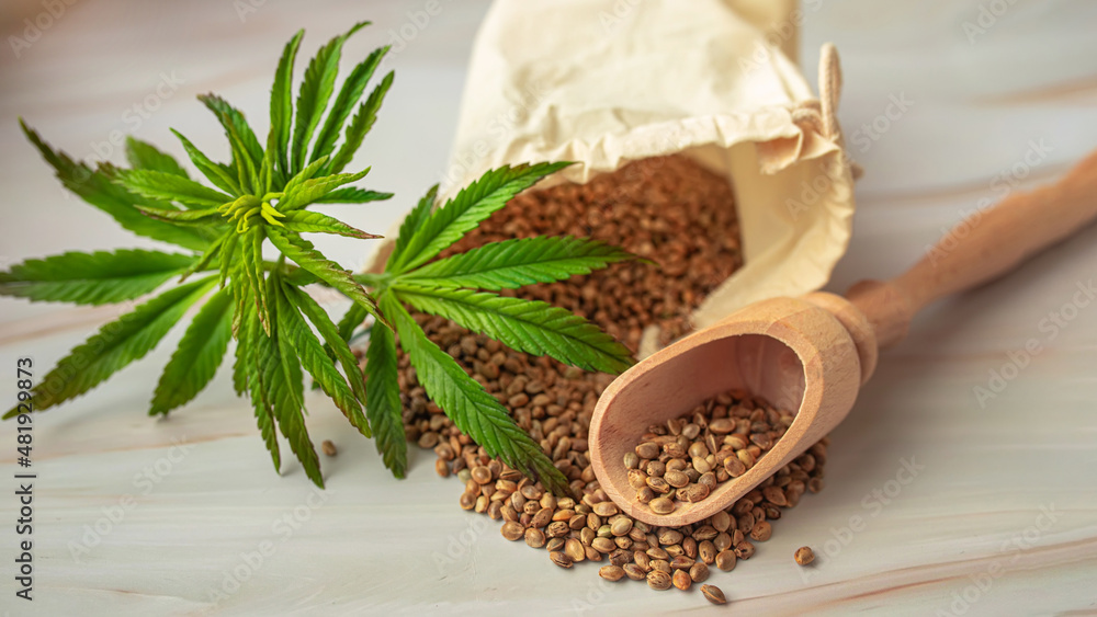 marijuana seeds in Scoops and tiny leaf, ingredients for vegan supplements, CBD products. The concept of growing cannabis for medical and cosmetic purposes. Marijuana in the food industry. marijuana seeds in Scoops and tiny leaf, ingredients for vegan supplements, CBD products. The concept of growing cannabis for medical and cosmetic purposes. Marijuana in the food industry.