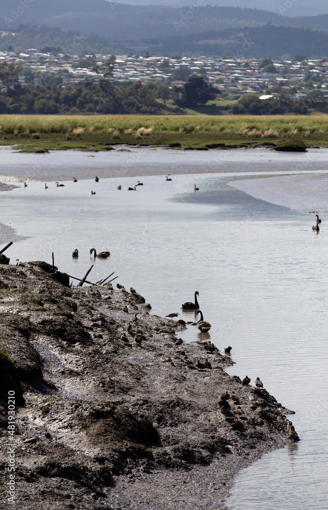 Obraz premium The Tamar Wetlands, Morning, Tasmania.