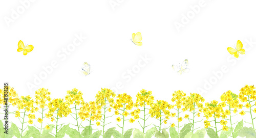 水彩で描いた菜の花畑とチョウチョ